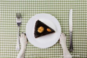 How Dog Food Fuels Common Health Issues: 3 Key Diseases to Watch