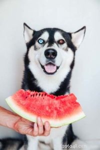 16 Safe Human Foods to Boost Your Dog’s Health
