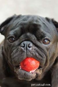 16 Safe Human Foods to Boost Your Dog’s Health