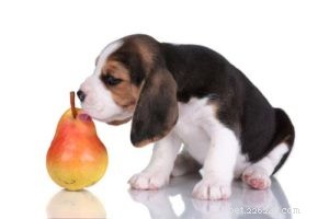 16 Safe Human Foods to Boost Your Dog’s Health