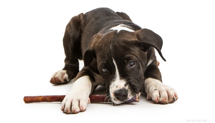 Bully Sticks for Dogs: Are They Safe and Beneficial?