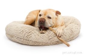 Bully Sticks for Dogs: Are They Safe and Beneficial?