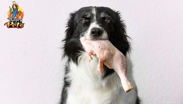 The Truth About Commercial Raw Dog Food Diets: Benefits, Risks, and Expert Insights