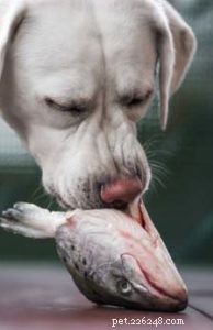 13 Science‑Backed Nutrition Guidelines for a Healthy Dog