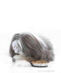 13 Science‑Backed Nutrition Guidelines for a Healthy Dog