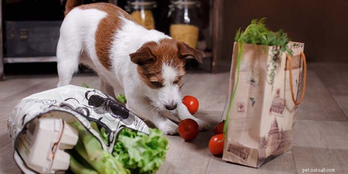 Top 10 Global Homemade Dog Food Delivery Services – Fresh, Nutritious Meals Delivered
