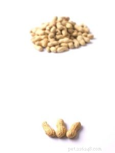 Limited Ingredient Dog Food Explained: When It’s Right for Your Pet