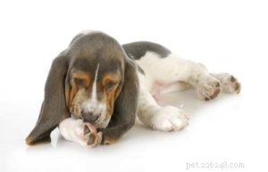 Limited Ingredient Dog Food Explained: When It’s Right for Your Pet