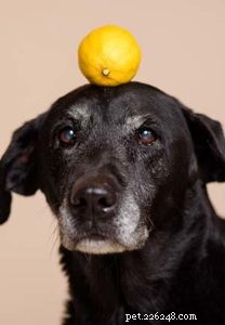 Are Lemons Safe for Dogs? Understanding the Risks and Benefits