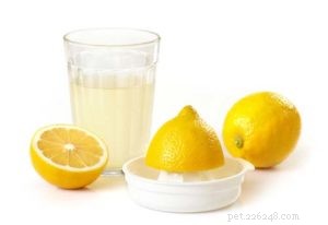 Are Lemons Safe for Dogs? Understanding the Risks and Benefits