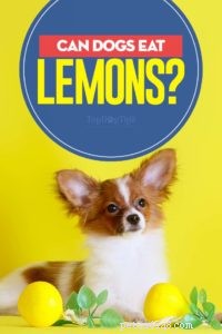 Are Lemons Safe for Dogs? Understanding the Risks and Benefits