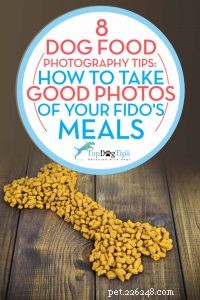 8 Expert Tips for Stunning Dog Food Photography on Instagram