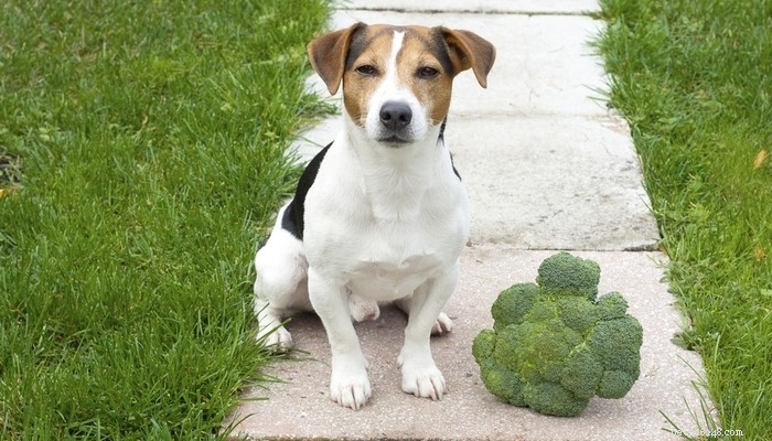 Top 6 Science‑Backed Vegetables for Your Dog’s Health