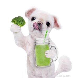 Top 6 Science‑Backed Vegetables for Your Dog’s Health