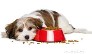 Victor Dog Food Review: 22 Recipes Compared for the Best Nutrition