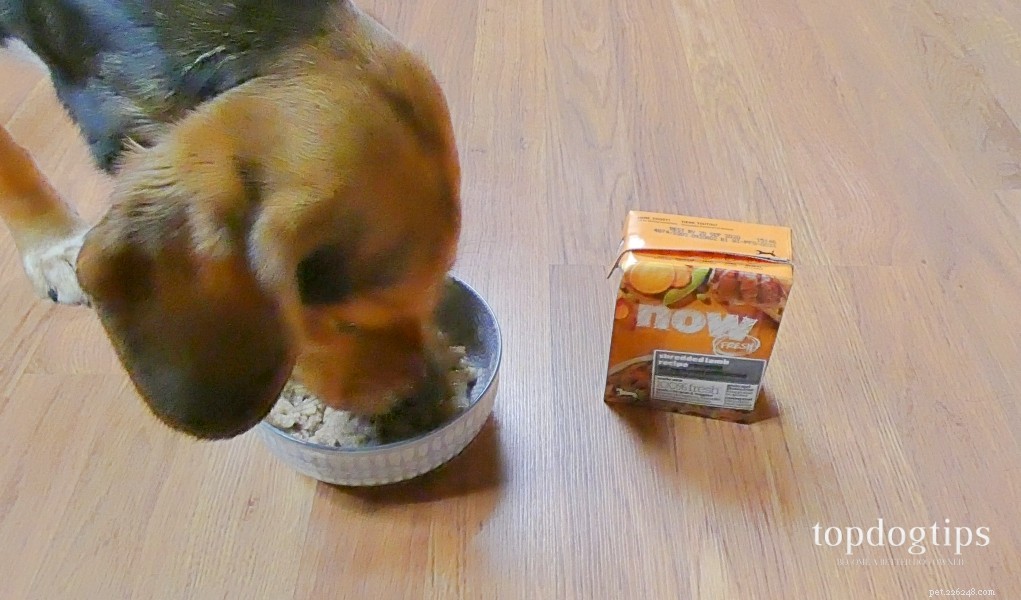Win Free NOW FRESH Grain‑Free Wet Dog Food – $50+ Value