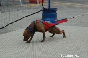 Professional Guide: Choosing Dog Muscle Supplements Safely
