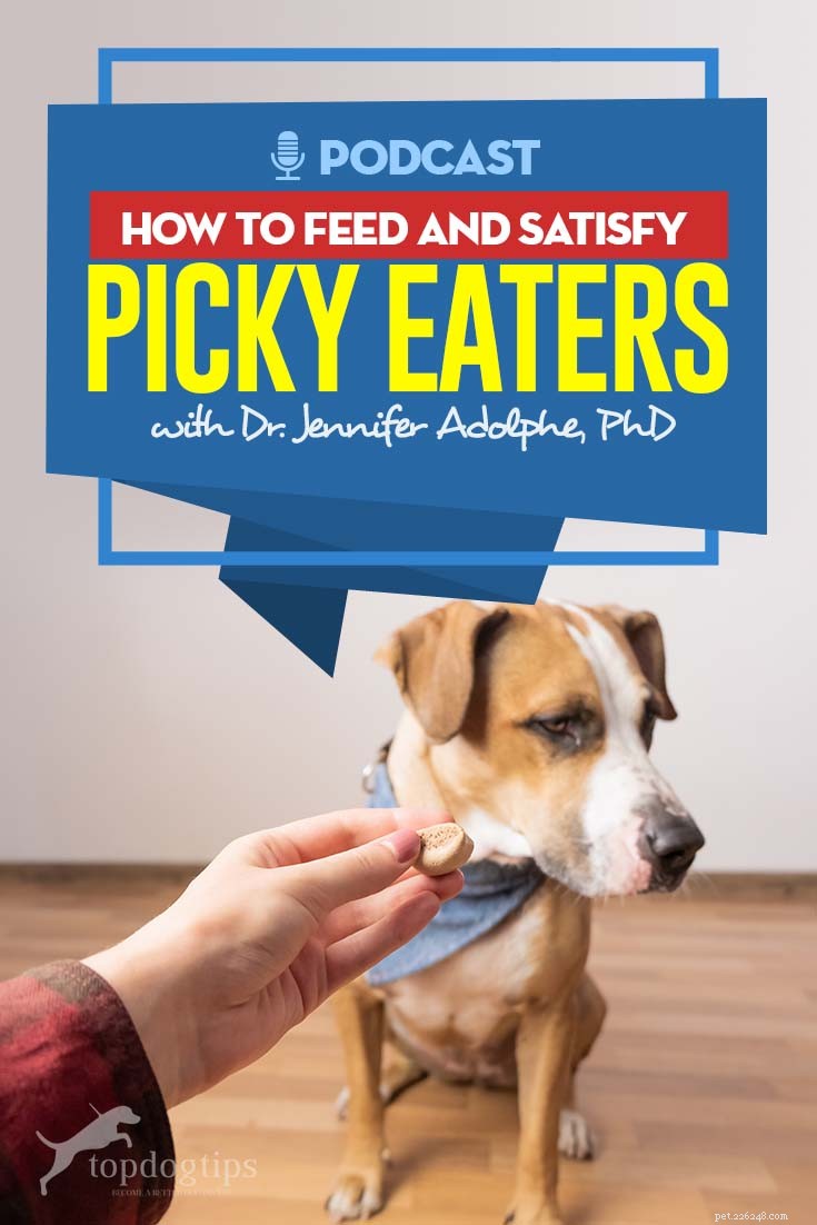 Top 66: Expert Guide to Feeding Picky Dogs – Healthy, Delicious Solutions