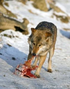 Raw Food Diet Trends: Why More Pet Owners Are Choosing Fresh, High‑Protein Meals for Their Dogs