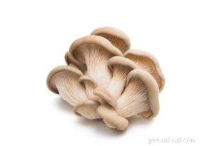Raw Food Diet Trends: Why More Pet Owners Are Choosing Fresh, High‑Protein Meals for Their Dogs