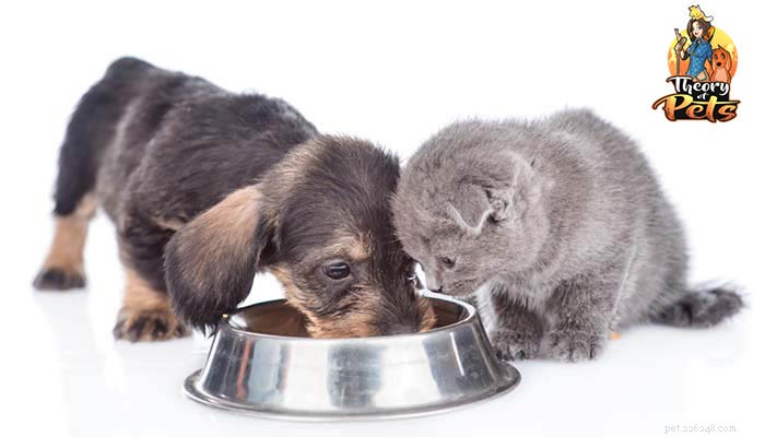 Diversify Your Dog’s Diet: Expert Tips for Healthier Meals