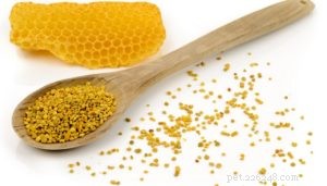 4 Scientifically Proven Bee Products for Enhancing Your Dog’s Health
