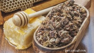 4 Scientifically Proven Bee Products for Enhancing Your Dog’s Health