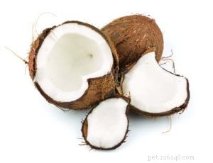 12 Human Foods That Boost Your Dog’s Coat Shine