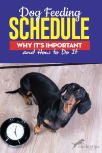 Why a Consistent Dog Feeding Schedule Matters — Tips for Health & Well‑Being