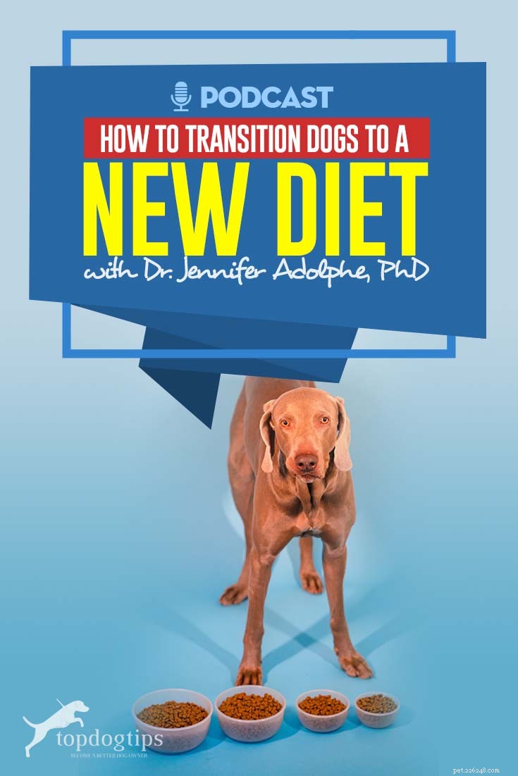 Seamless Dog Diet Transition: Expert Guide to Healthier Meals