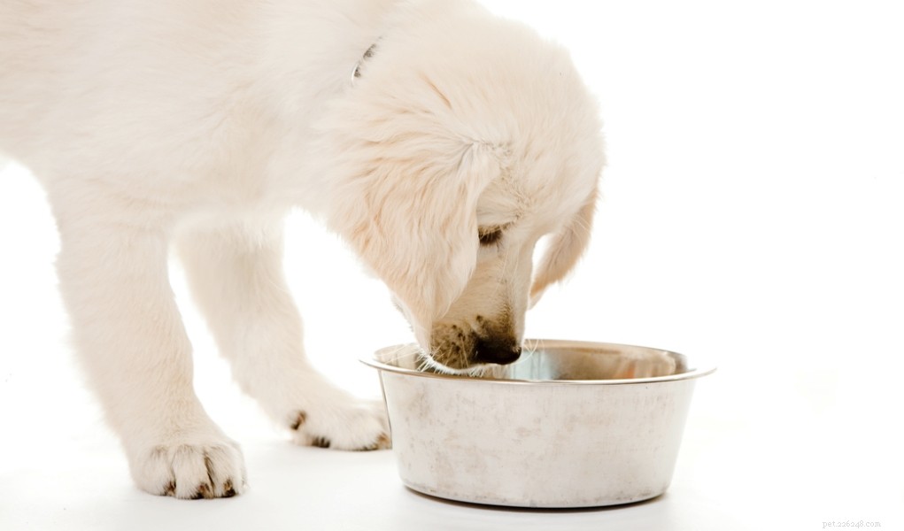 Puppy Feeding Guide: Portion Sizes & Feeding Schedule for Healthy Growth