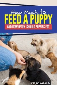 Puppy Feeding Guide: Portion Sizes & Feeding Schedule for Healthy Growth