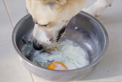 Essential Dog Vitamins: 7 Must-Know Nutrients for Your Canine Health