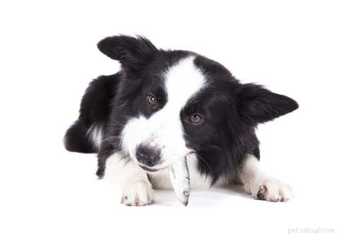 Essential Dog Vitamins: 7 Must-Know Nutrients for Your Canine Health