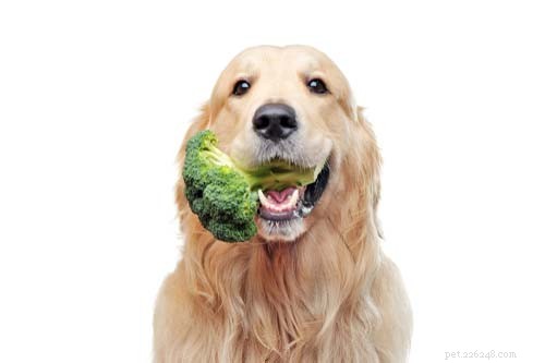 Essential Dog Vitamins: 7 Must-Know Nutrients for Your Canine Health