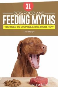 31 Dog Food Myths Busted: Expert-Backed Facts & Feeding Truths (Infographic)