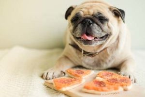 Salt and Your Dog: Safe Amounts, Benefits, and What to Watch For