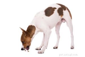 Salt and Your Dog: Safe Amounts, Benefits, and What to Watch For