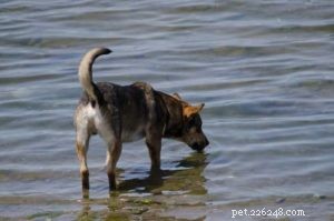 Salt and Your Dog: Safe Amounts, Benefits, and What to Watch For