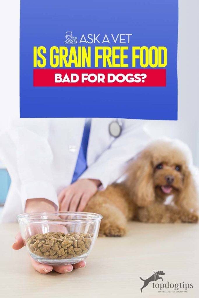Vet s Verdict: Are Grain-Free Diets Safe for Dogs?