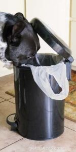 Expert Guide: Feeding Dogs with Sensitive Stomachs for Optimal Health