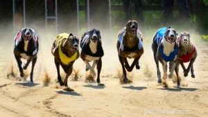 Proven Nutrition Strategies for Peak Performance in Athletic Dogs