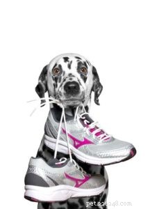 Proven Nutrition Strategies for Peak Performance in Athletic Dogs
