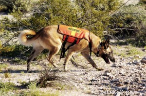 Proven Nutrition Strategies for Peak Performance in Athletic Dogs