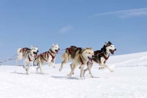 Proven Nutrition Strategies for Peak Performance in Athletic Dogs