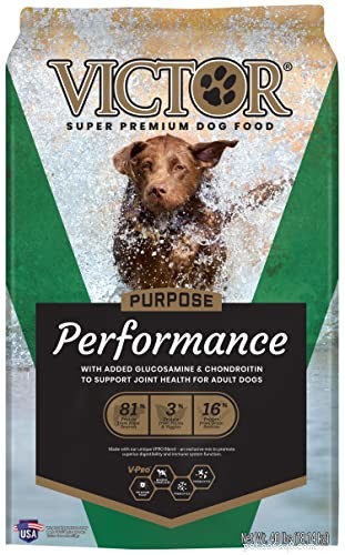 Proven Nutrition Strategies for Peak Performance in Athletic Dogs