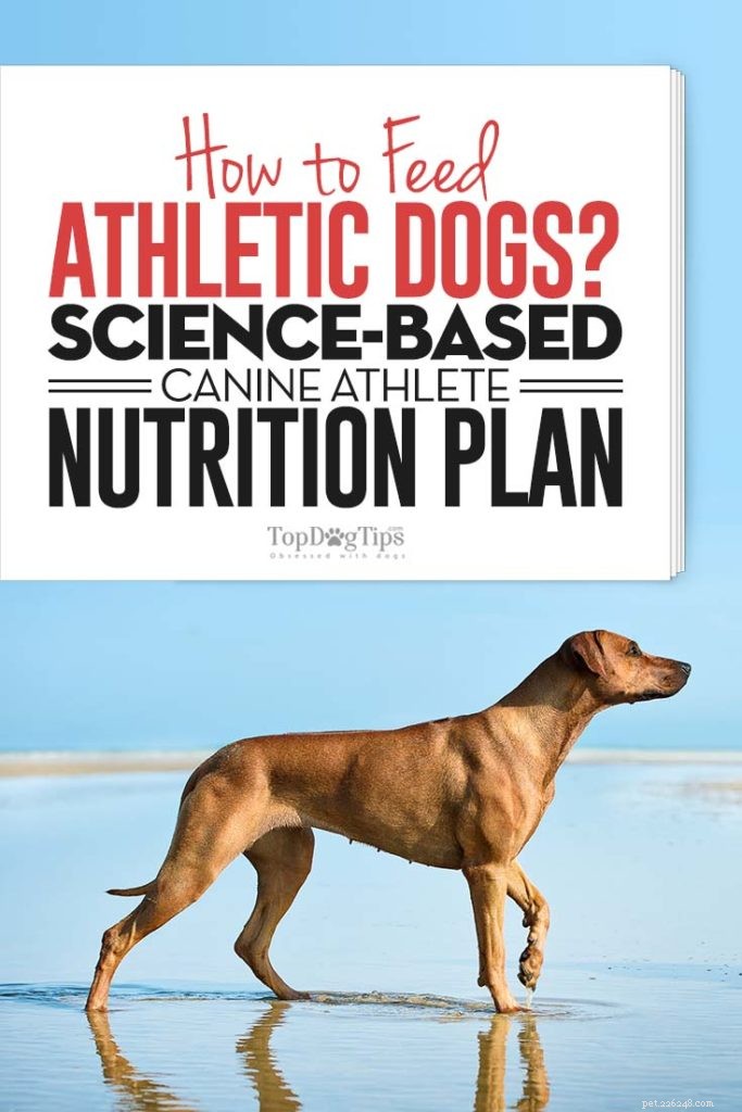 Proven Nutrition Strategies for Peak Performance in Athletic Dogs