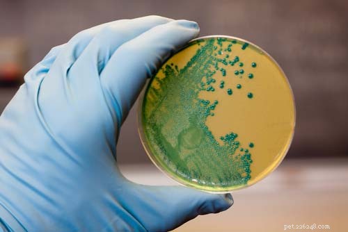 Top 7 Pet Food Toxins Behind Most Dog Food Recalls – A Scientific Analysis