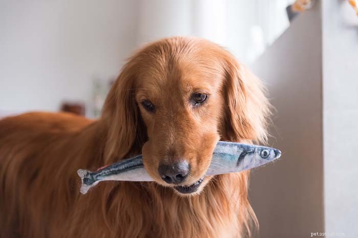 Nourishing Your Dog’s Sensitive Skin: A Comprehensive Feeding Guide