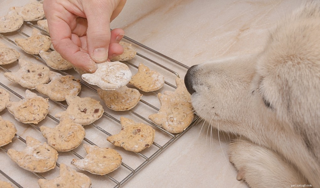 5 Expert Safety Tips for Cooking Homemade Meals for Your Dog
